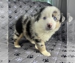 Small #1 Australian Shepherd