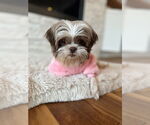 Small Shih Tzu