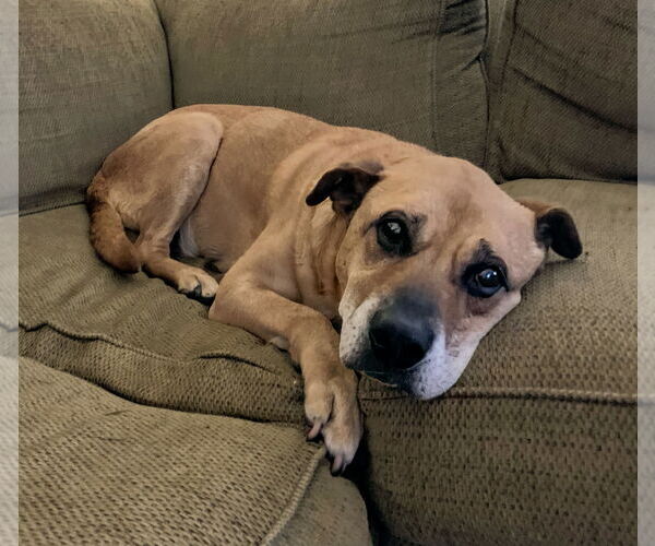 Medium Photo #4 Labrador Retriever-Mountain Cur Mix Puppy For Sale in Caribou, ME, USA