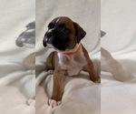 Puppy Puppy 5 Boxer