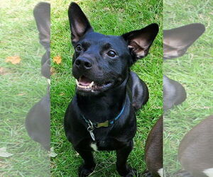 Pembroke Welsh Corgi-Unknown Mix Dogs for adoption in Decatur, GA, USA