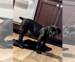 Cane Corso Puppy for sale in ARCADIA, FL, USA