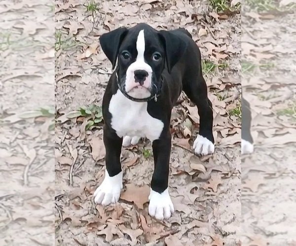 Medium Photo #1 Boxer Puppy For Sale in VICTORIA, TX, USA
