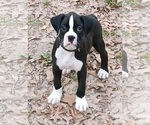 Image preview for Ad Listing. Nickname: Litter of 5