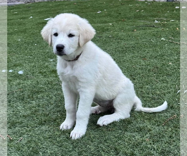 Medium Photo #1 Akbash-Great Pyrenees Mix Puppy For Sale in Denver , CO, USA