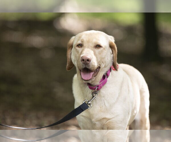 Medium Photo #1 Labrador Retriever Puppy For Sale in Arlington, VA, USA