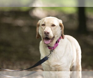 Labrador Retriever Dogs for adoption in Arlington, VA, USA