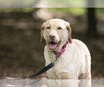 Small Labrador Retriever