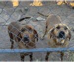 Small #1 Great Pyrenees-Redbone Coonhound Mix