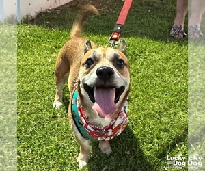 Chihuahua-Unknown Mix Dogs for adoption in Washington, DC, USA