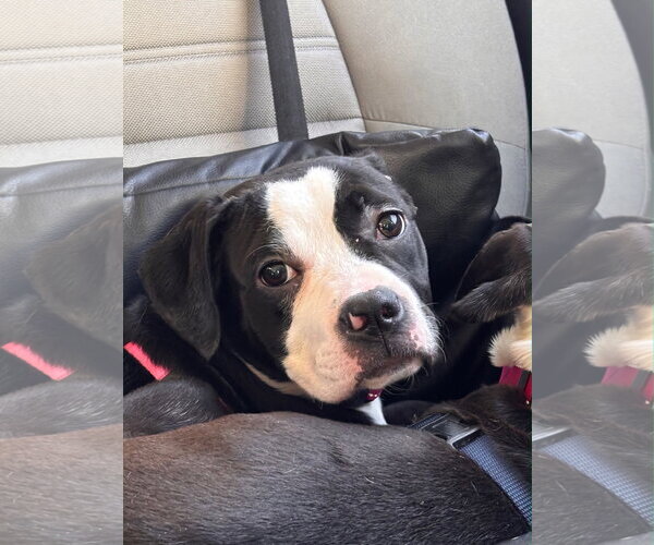 Medium Photo #3 American Staffordshire Terrier-Boxer Mix Puppy For Sale in Holly Springs, NC, USA