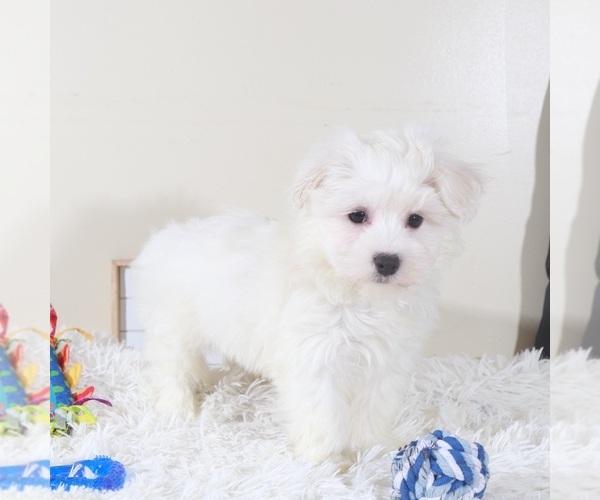 Medium Photo #4 Maltese Puppy For Sale in MOUNT VERNON, OH, USA