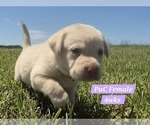 Small Photo #112 Labrador Retriever Puppy For Sale in EDGEWOOD, TX, USA