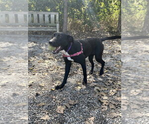 Shade - Female Labrador Retriever-Unknown Mix Dog for Adoption - Photo #7