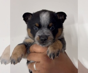Australian Cattle Dog Puppy for sale in FORT LAUDERDALE, FL, USA