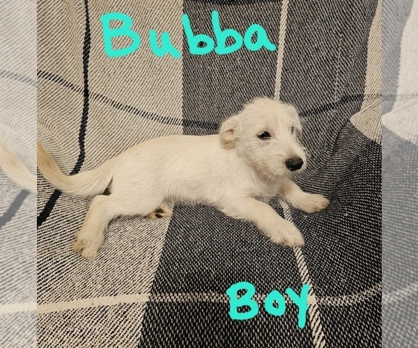 Medium Photo #4 Chizer Puppy For Sale in MONTEZUMA, GA, USA