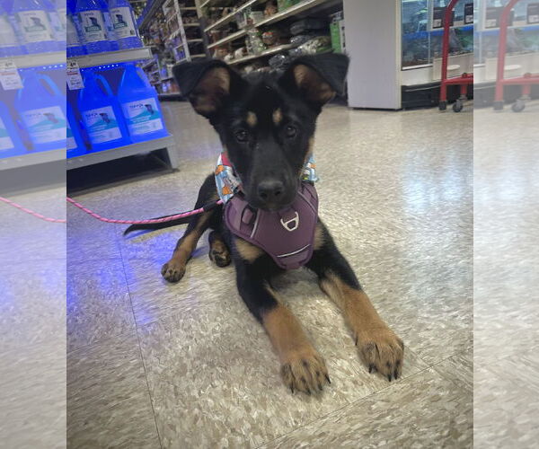 Medium Photo #5 German Shepherd Dog-Unknown Mix Puppy For Sale in Germantown, OH, USA