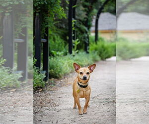 Chihuahua Dogs for adoption in Sandy, UT, USA