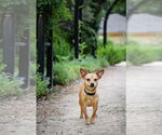 Small Chihuahua