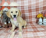 Small Photo #3 Golden Retriever Puppy For Sale in FALCON, CO, USA