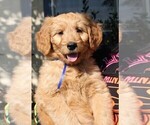 Small #3 Goldendoodle