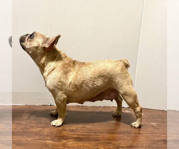 Medium Photo #1 French Bulldog Puppy For Sale in MODESTO, CA, USA