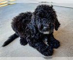 Puppy Puppy9 Pancake Bernedoodle