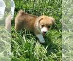 Small Photo #10 Pembroke Welsh Corgi Puppy For Sale in RICHLAND, MO, USA