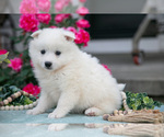 Puppy Icee American Eskimo Dog