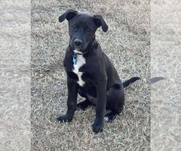 Medium Photo #1 Labrador Retriever-Unknown Mix Puppy For Sale in Holly Springs, NC, USA