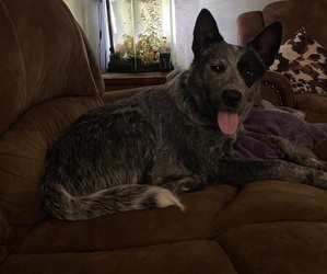 Mother of the Australian Cattle Dog puppies born on 06/04/2025