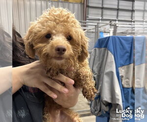 Mutt Dogs for adoption in Washington, DC, USA