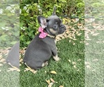 Puppy 3 French Bulldog