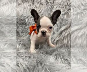 French Bulldog Puppy for sale in CHARLESTON, SC, USA
