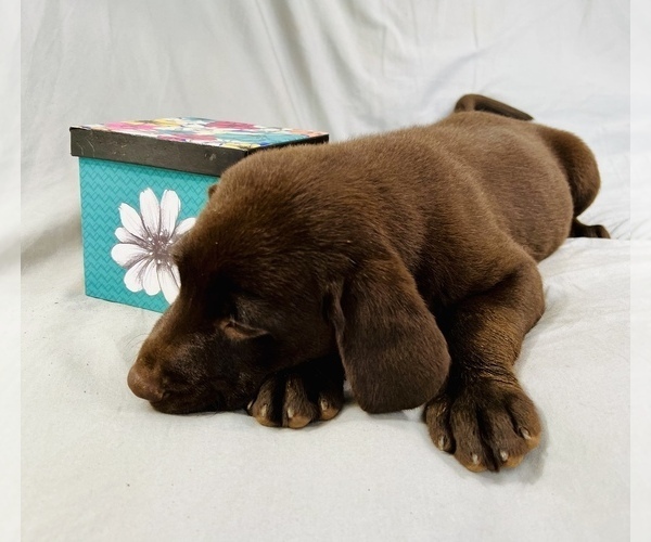 Medium Photo #2 Labrador Retriever Puppy For Sale in WILDWOOD, GA, USA