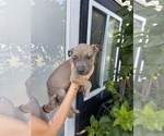 Puppy Jason American Bully