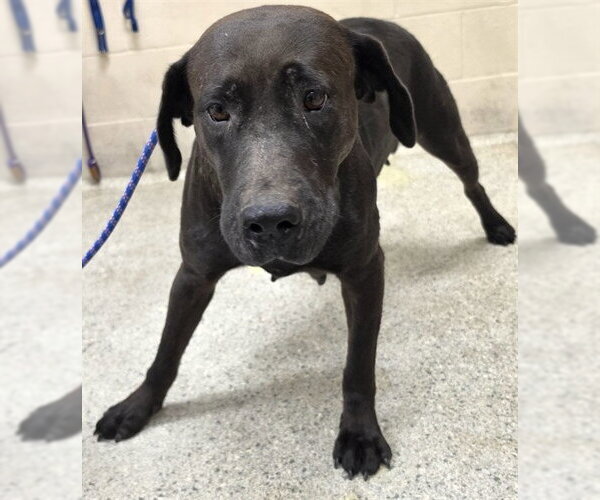 Medium Photo #1 Labrador Retriever-Unknown Mix Puppy For Sale in Conroe, TX, USA