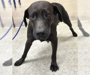 Labrador Retriever-Unknown Mix Dogs for adoption in Conroe, TX, USA