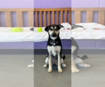 Small #1 Mutt