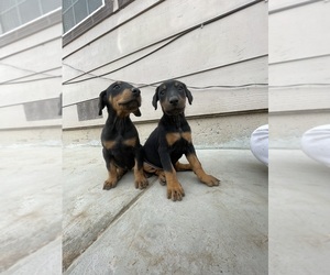 Doberman Pinscher Puppy for sale in SACRAMENTO, CA, USA