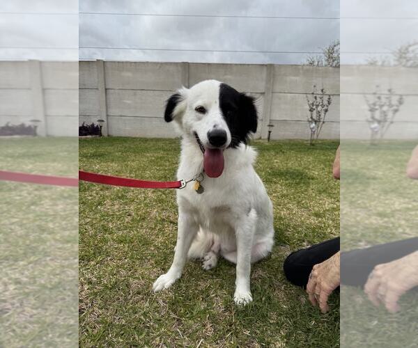 Medium Photo #48 Aussie Pyrenees Puppy For Sale in Houston, TX, USA