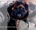 Small Photo #5 King Shepherd Puppy For Sale in GRAND CANYON CAVERNS, AZ, USA