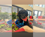 Puppy Jack Goldendoodle