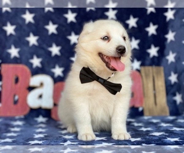 Medium Photo #1 American Eskimo Dog Puppy For Sale in LANCASTER, PA, USA