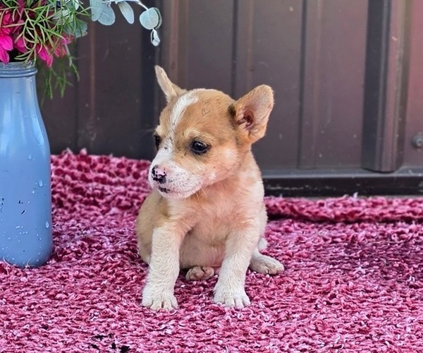 Medium Photo #21 Augi Puppy For Sale in MEADOWS OF DAN, VA, USA