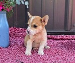 Small Photo #21 Augi Puppy For Sale in MEADOWS OF DAN, VA, USA