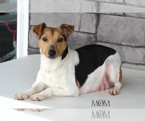 Mother of the Jack Russell Terrier puppies born on 12/30/2022