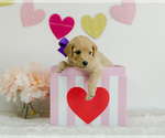 Small Photo #2 Goldendoodle Puppy For Sale in LITTLE ROCK, AR, USA