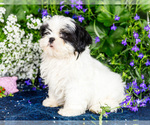 Small #4 Shih Tzu