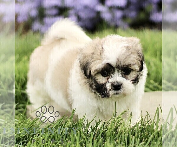 Medium Photo #3 Zuchon Puppy For Sale in RONKS, PA, USA
